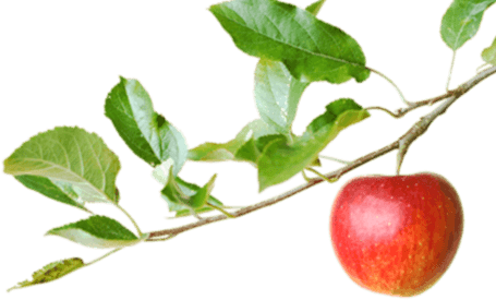 Fresh apples
